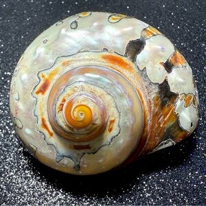 Natural Oddities Large Authentic Rare Turbo Sarmaticus Turban Shell